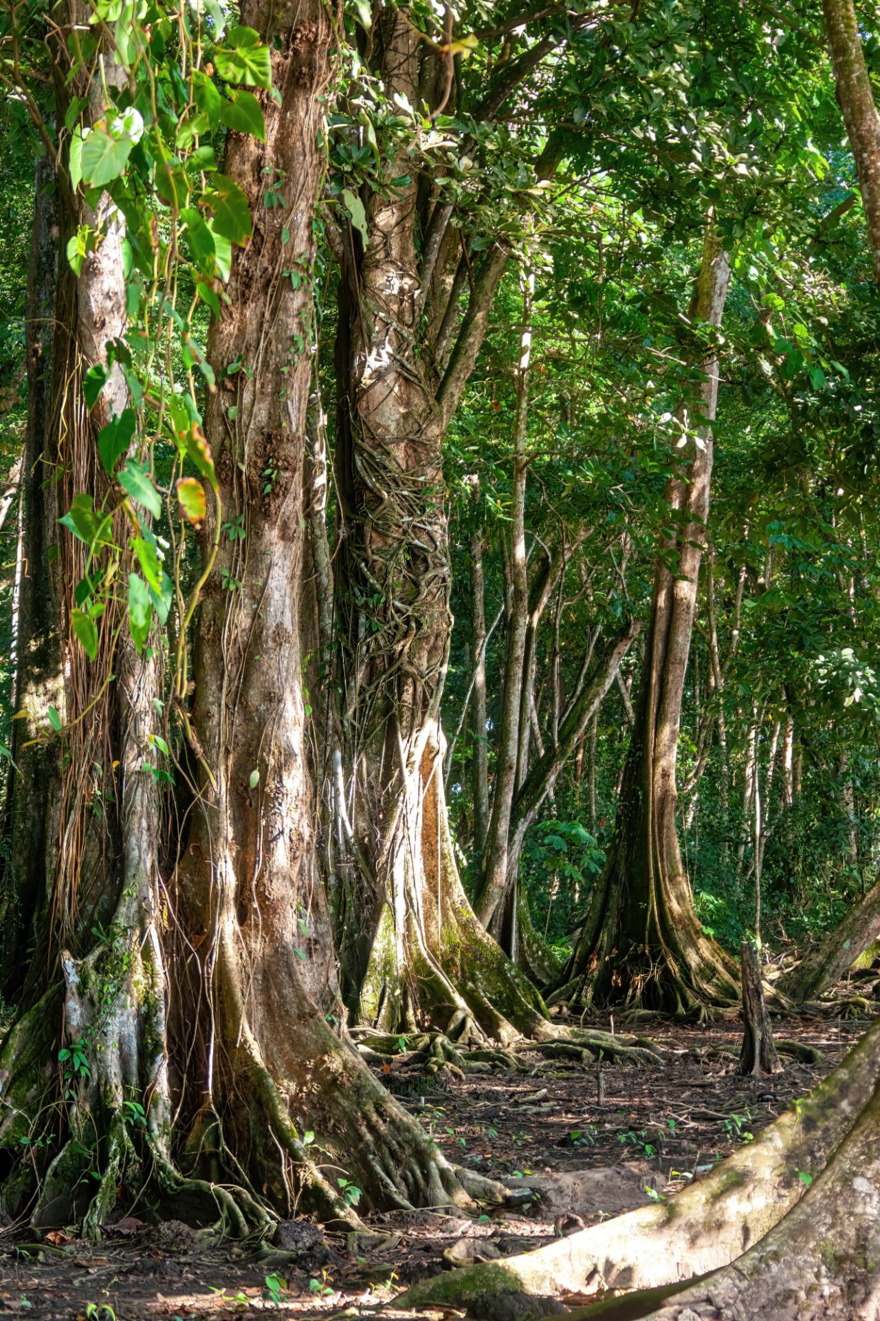 Puerto Viejo de Talamanca